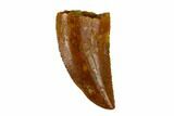 Serrated, Raptor Tooth - Real Dinosaur Tooth #115842-1